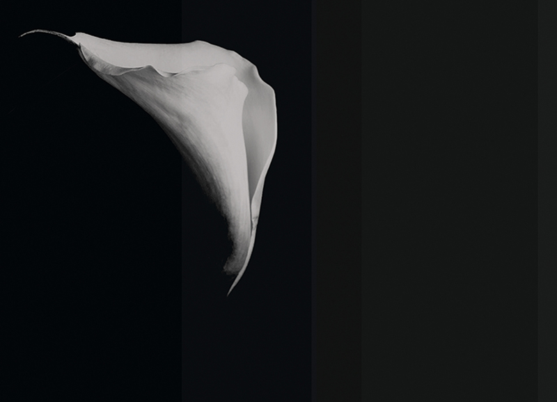 CALLA (1mq)